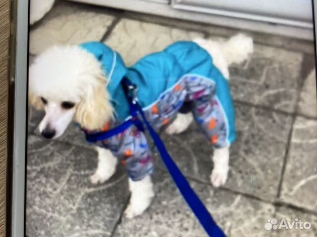 Костюм для собаки