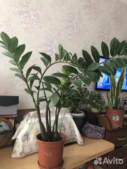 Комнатные цветы