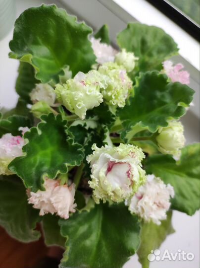 Фиалка лф-Яблочный зефир