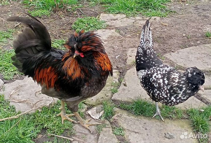 Падуан. Куры, цыплята, яйцо