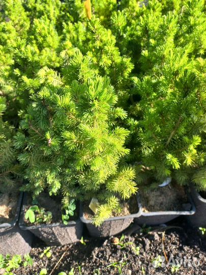 Хвойные растения