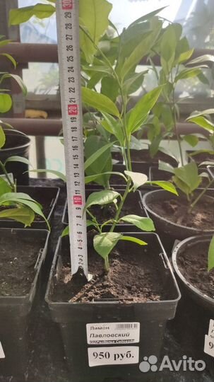 Павловский лимон