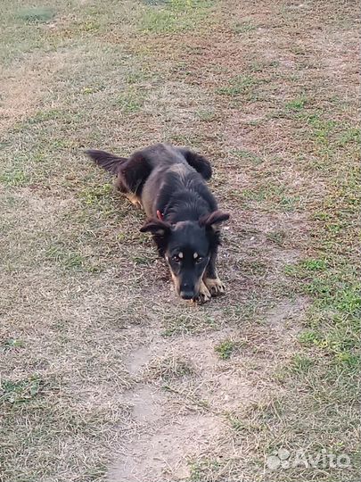 Собаки бесплатно в добрые руки