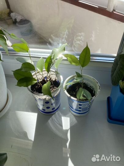 Фикус бенджамина