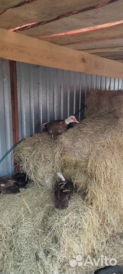 Мускусные утки