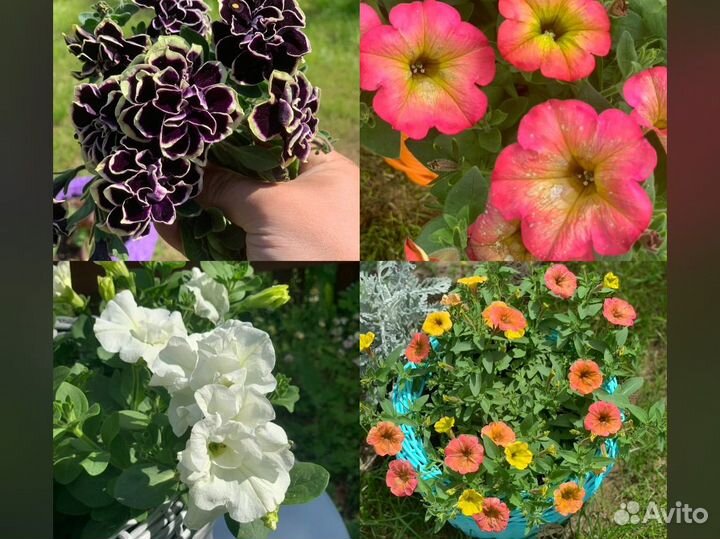 Вегетативная петуния