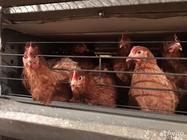 Куры несушки, бройлер