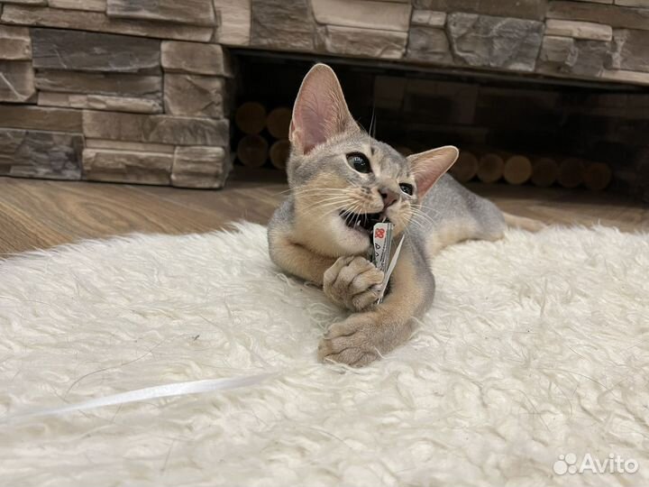 Абиссинский кот