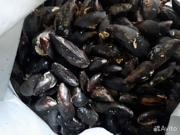 Мидии мороженые в створке