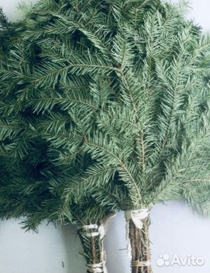 Веники дуб, пихта сибирская,береза липа