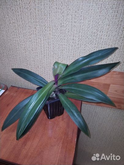 Традесканция Рэо(Ладья Моисея)