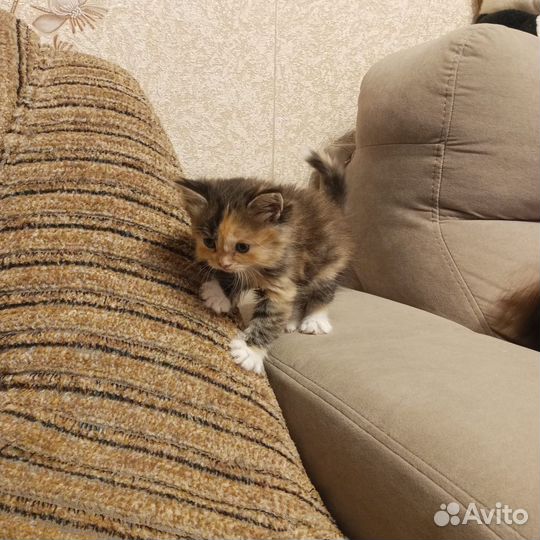 Котята разноцветные