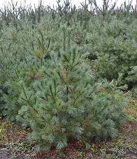 Восточная белая сосна. Сосна белая аммерланд. Pinus monticola snow white. Сосна кедровая арманда. Сосна пиния семена.