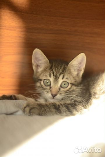 Котята красавчики