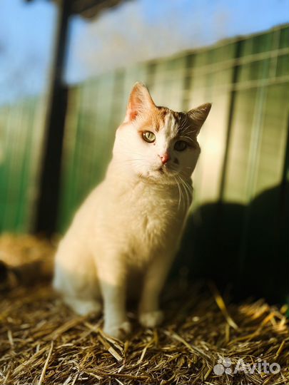 Кошка Мила