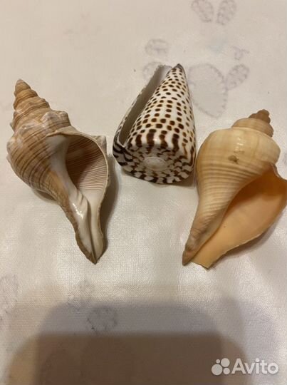 Морские ракушки раковины для аквариума