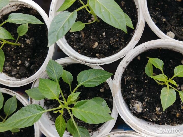 Рассада перца