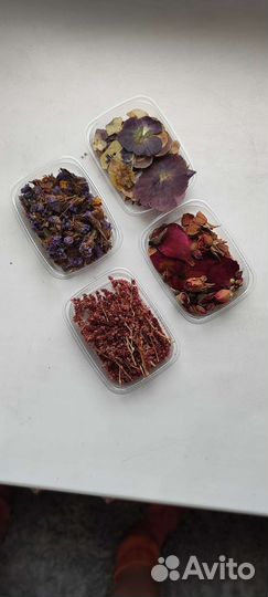 Сухоцветы/сухие цветы/гербарий