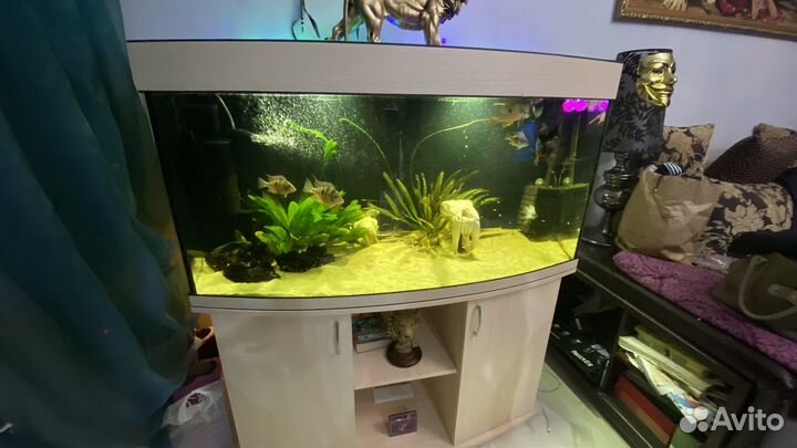 Аквариум