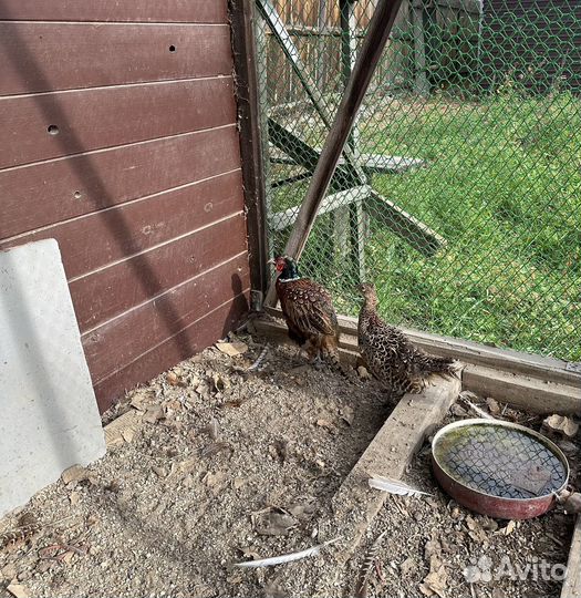 Молодые фазаны