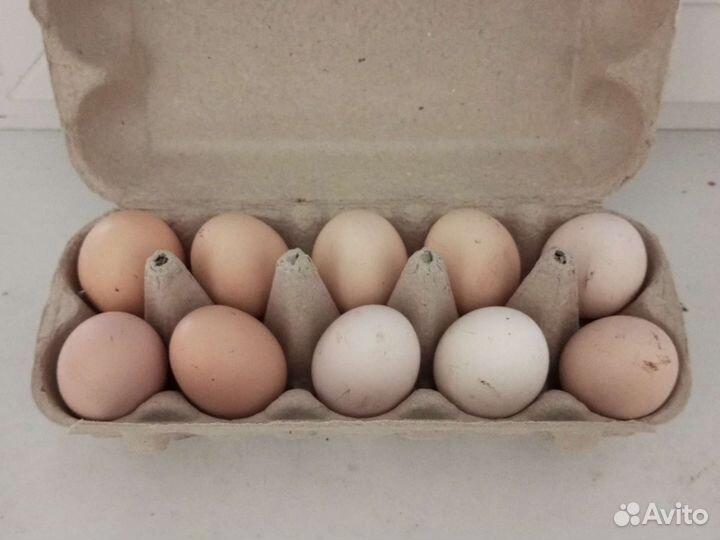Домашние куриные яйца