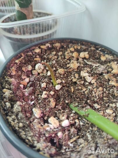 Набор из 8 цветов