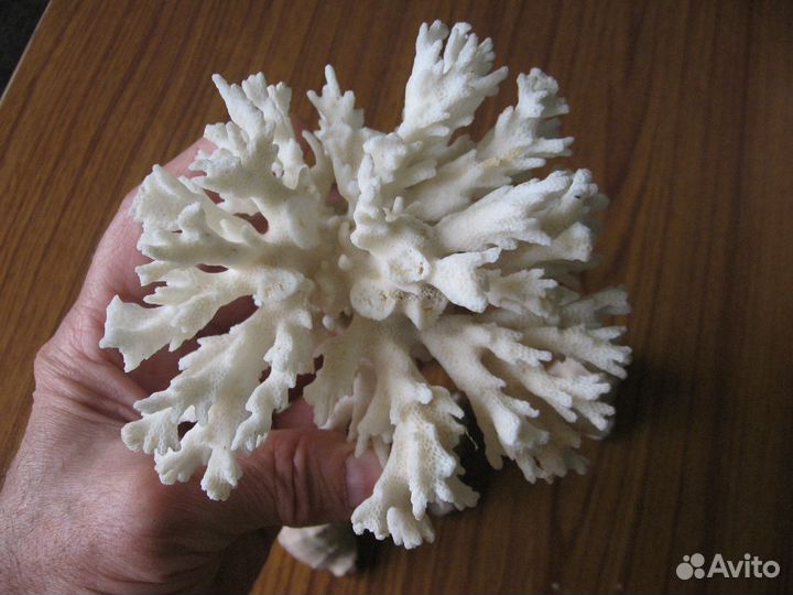 Кораллы и раковины