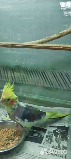 Попугай корелла птенец