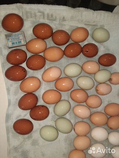 Инкубационное яйцо кур (помесь)