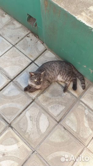 Котик в дар