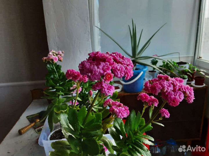 Каланхое розовый