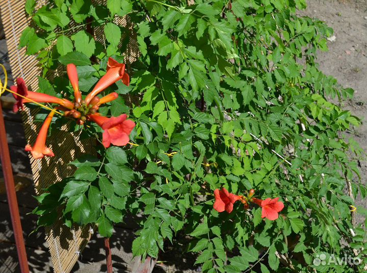 Кампсис - неприхотливая лиана - живая изгородь