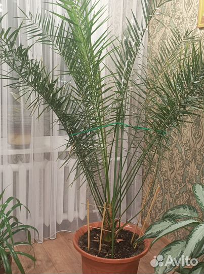 Финиковая пальма