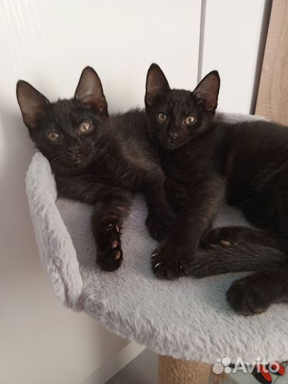 2 брата, 2 месяца, чудесные котята, мальчики