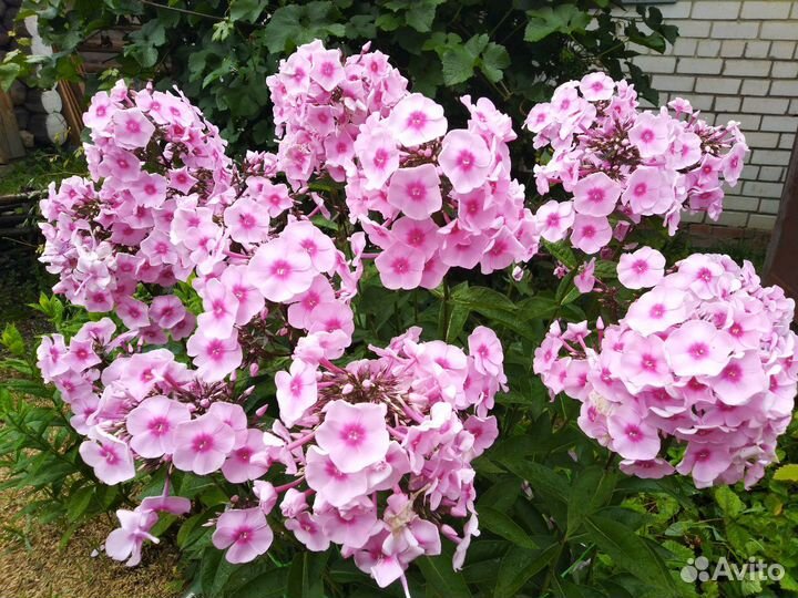 Флокс Ясные глаза