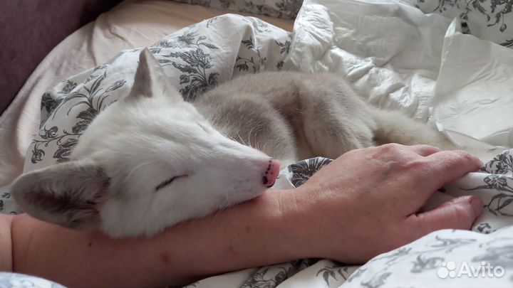 Щенок песца 3 месяца