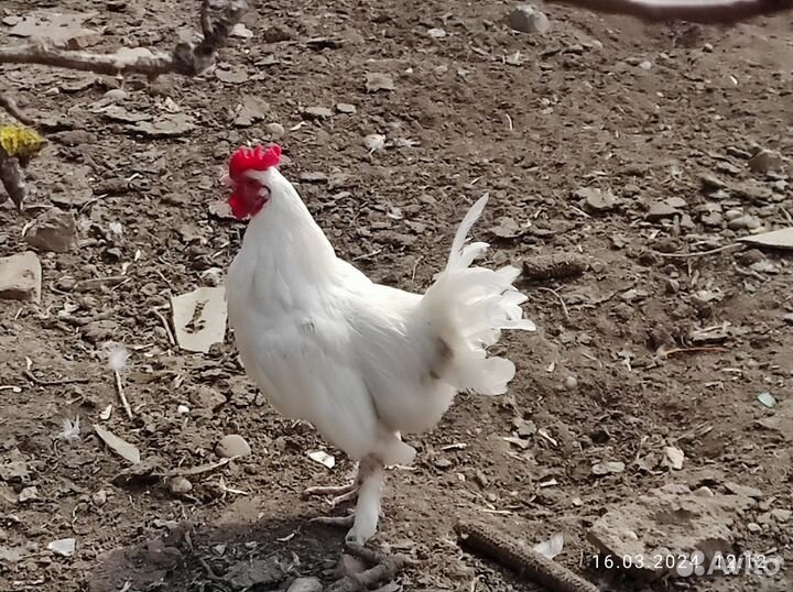 Декоративные петухи