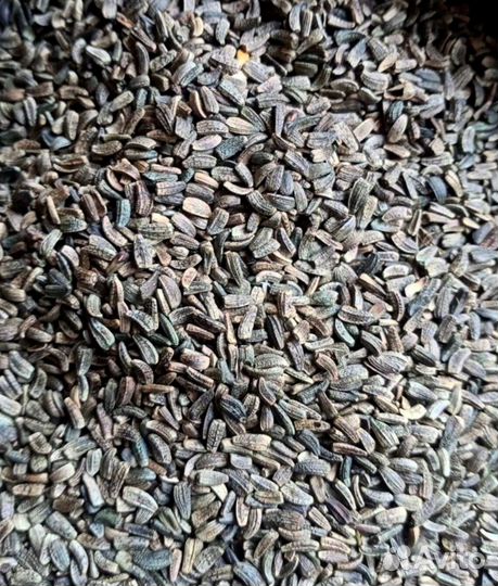 Семена крапивы и репейника