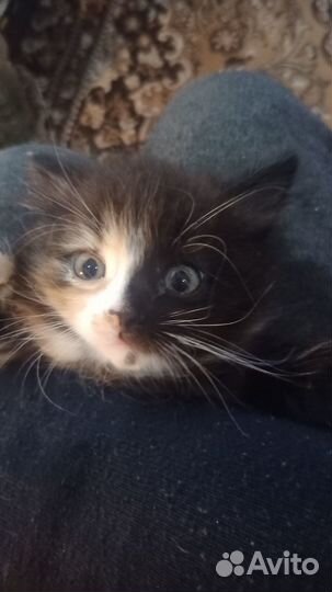 Котёнок подарю