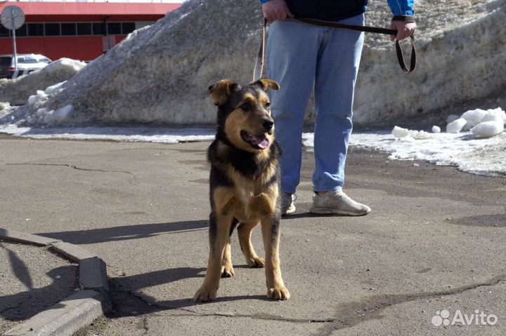 Кузя в добрые руки