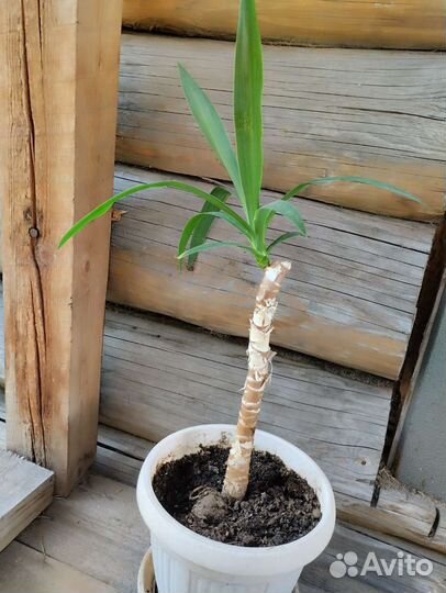 Пальмы Драцена и юкка