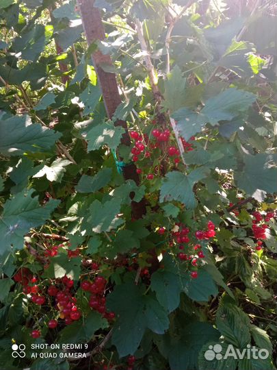 Саженцы смородины черной и белой