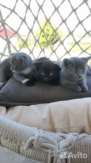 Отдам вислоухих котят