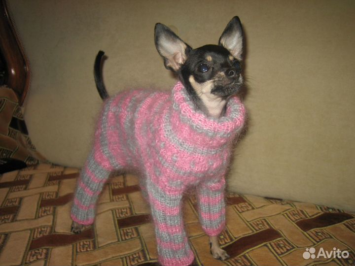 Вязанные вещи для маленьких пород собак