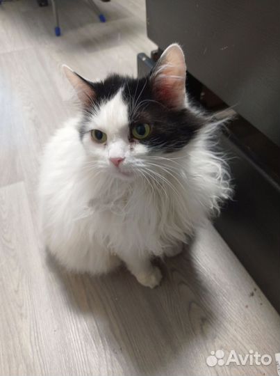 Кошка
