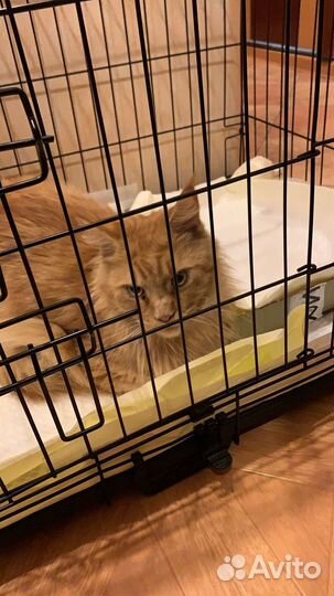 Найден кот мейн-кун