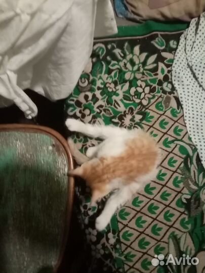 Отдам в добрые руки