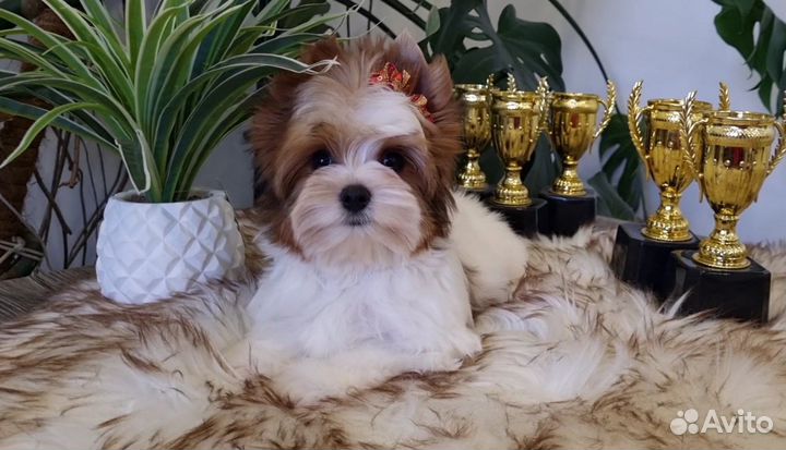 Красивый мальчик породы Цветной Йорк