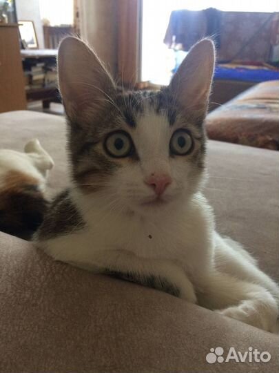 Отдам котёнка в добрые руки