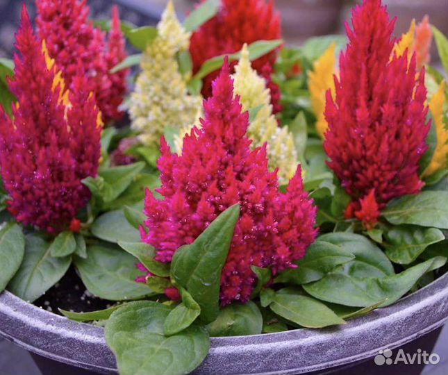 Целозия, декоративные цветы, семена